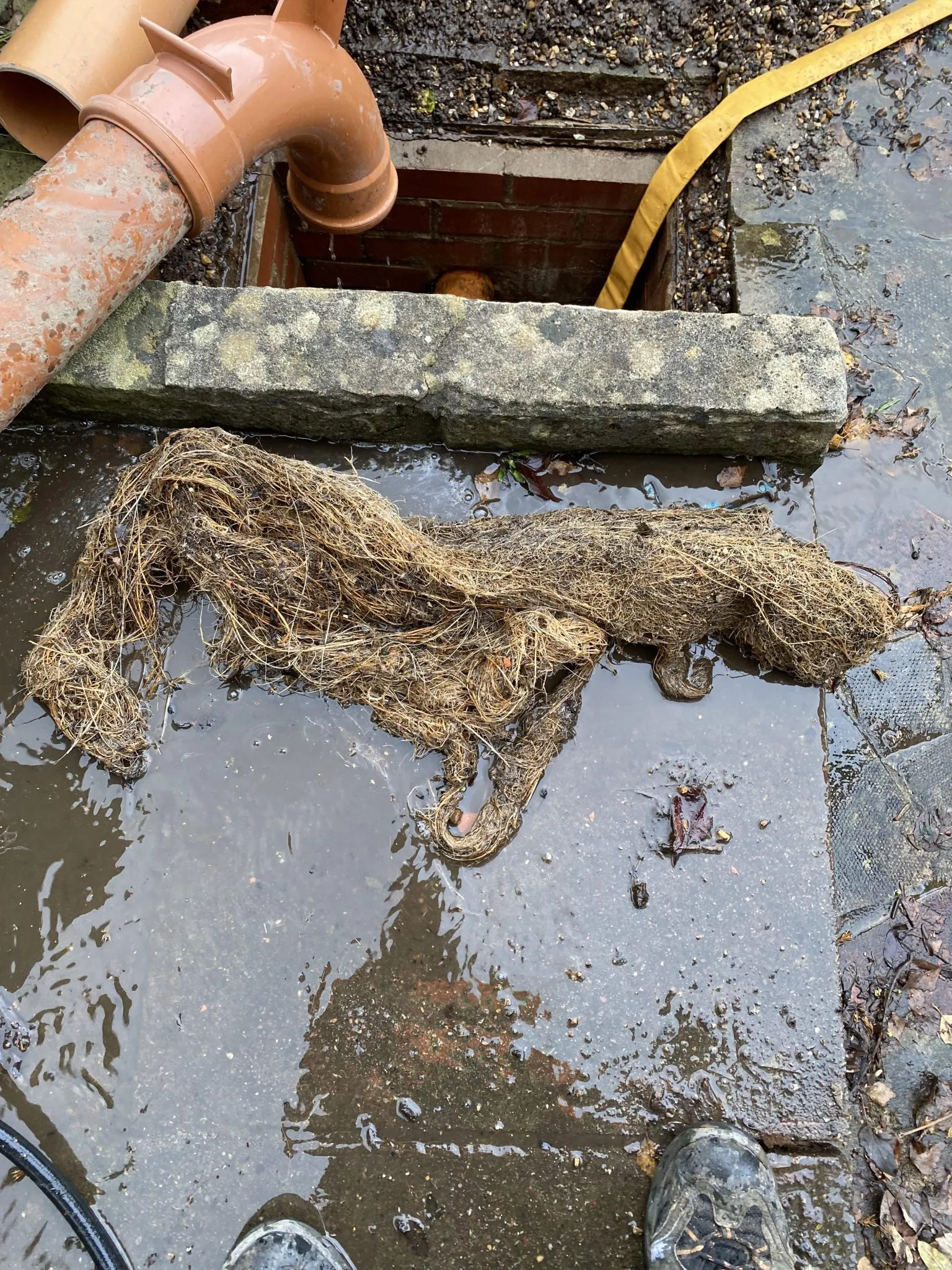 Root blockage removed from a drain pipe
